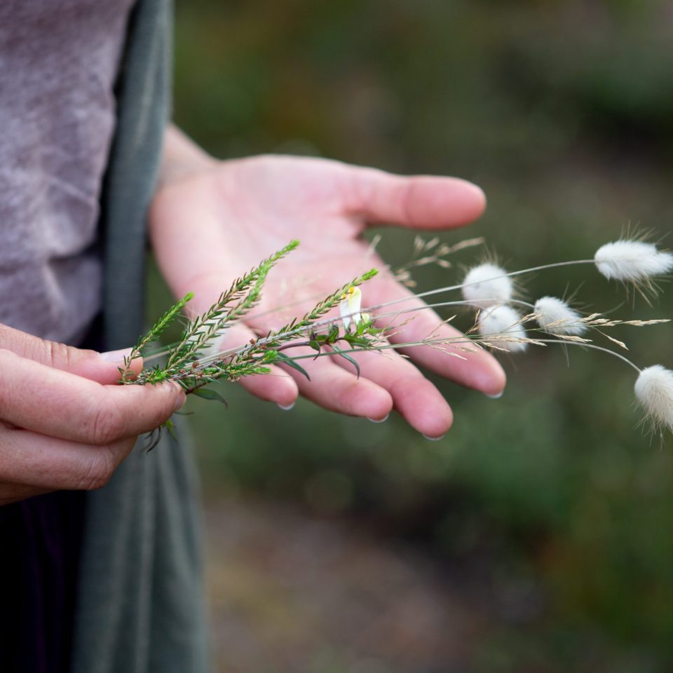 une paire de mains qui tient quelques herbes